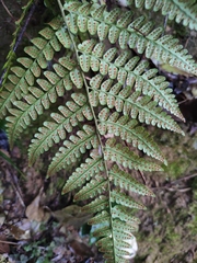 Dryopteris championii
