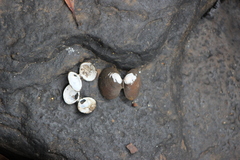 Corbicula largillierti