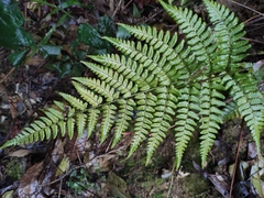 Dryopteris championii