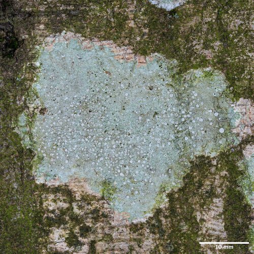 lekanora hrabová (Glaucomaria carpinea)