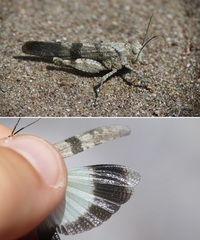 Oedipoda fuscocincta morini