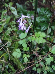 Corydalis incisa