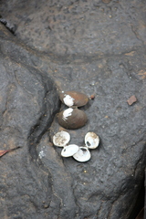 Corbicula largillierti