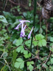 Corydalis incisa