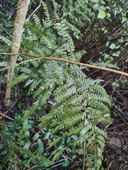 Microlepia pseudostrigosa