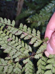 Microlepia pseudostrigosa