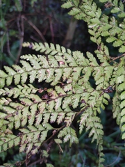 Microlepia pseudostrigosa