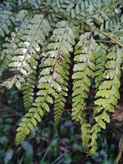 Microlepia pseudostrigosa