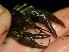 Faxonius rusticus × propinquus