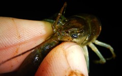 Faxonius rusticus × propinquus