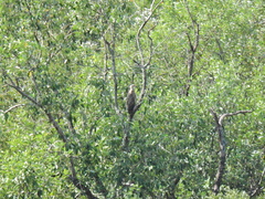 Haliaeetus