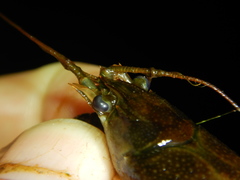 Faxonius rusticus × propinquus