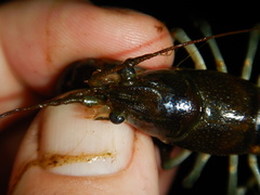 Faxonius rusticus × propinquus