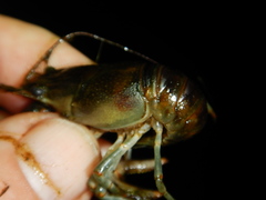 Faxonius rusticus × propinquus