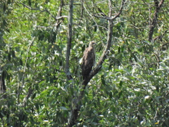 Haliaeetus