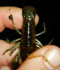 Faxonius rusticus × propinquus