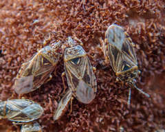 Chilacis typhae