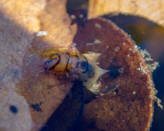 Nemotaulius punctatolineatus