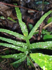 Pteris multifida