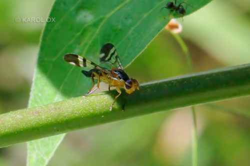Euphranta connexa