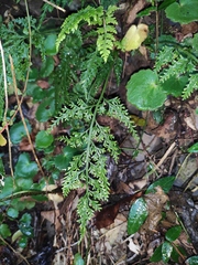 Asplenium ritoense