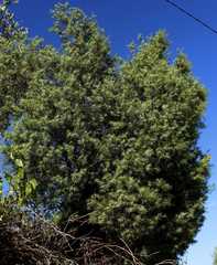 Juniperus oxycedrus oxycedrus