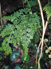 Asplenium ritoense