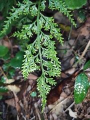 Asplenium ritoense