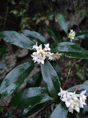 Daphne papyracea