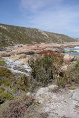 Tylecodon grandiflorus