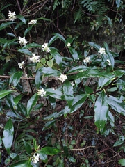 Daphne papyracea