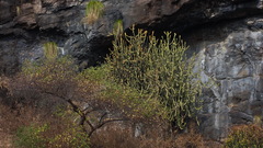 Euphorbia neriifolia