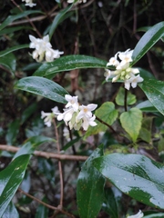 Daphne papyracea