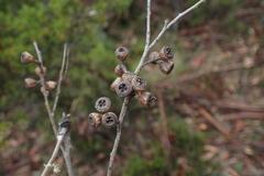 Eucalyptus tasmaniensis