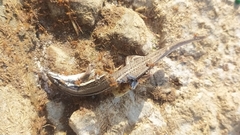 Eutropis bibronii