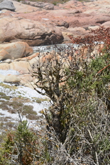 Tylecodon grandiflorus