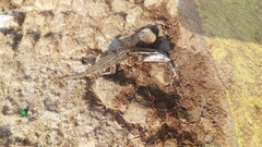 Eutropis bibronii
