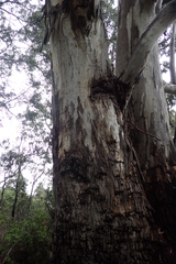 Eucalyptus tasmaniensis