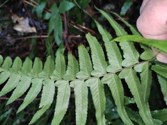 Microlepia marginata