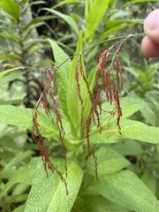 Calomeria amaranthoides