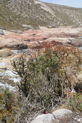 Tylecodon grandiflorus