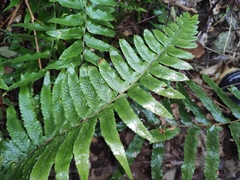 Microlepia marginata