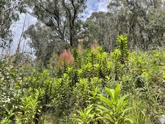 Calomeria amaranthoides