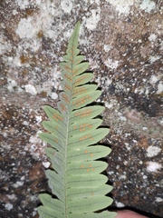 Polypodiodes niponica