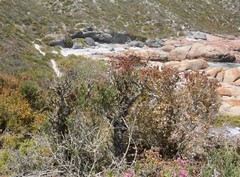 Tylecodon grandiflorus