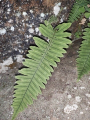 Polypodiodes niponica
