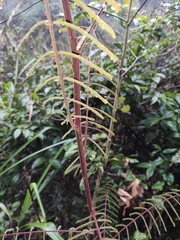 Pterolobium punctatum