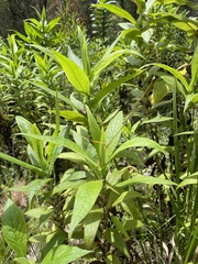Calomeria amaranthoides