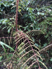 Pterolobium punctatum