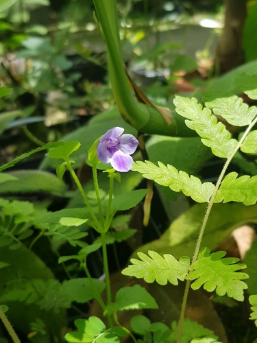 Torenia asiatica iNat (1)